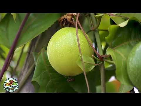 Video: Passiflora blue: kilimo na utunzaji