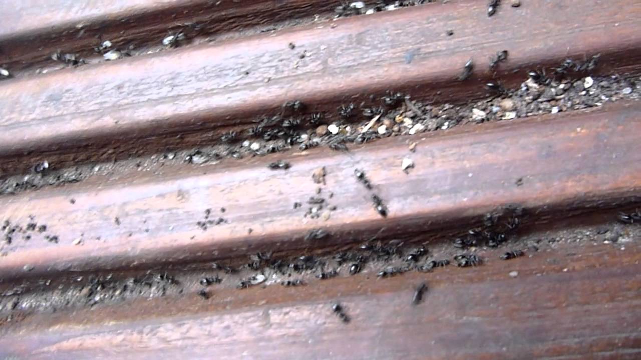 White-footed ant / Weißfußameise (Technomyrmex albipes)