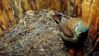 Female Kestrel Takes Incubation Break And Reveals Two Eggs – April 16, 2024