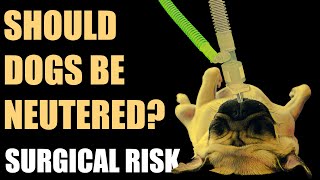 The risks and benefits of neutering dogs  Part 5  Surgical risk