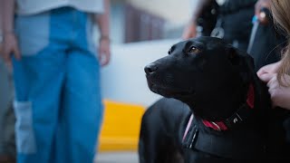 K9 Aubie Helps Keep Football Fans Safe on Friday Nights! screenshot 5