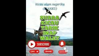 SUARA KICAU TARIK INAP WALET ASLI