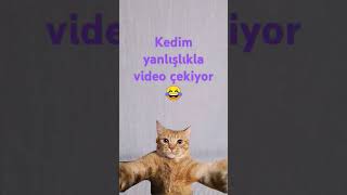 Ne Bakıyorsun Lan Kedi