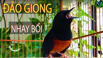 Kích Chòe lửa hót nhiều giọng.Căng lửa |chòe lửa đánh đuôi kích cực nhạy.luyện chòe lửa hót nhiều