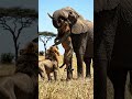 Jungle story Sher, Haathi aur Jungle ki Dosti 🦁🐘🌿.        Share और Subscribe जरूर करें।