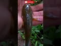 Mancing ikan channa limbata di air jernih puas banget | fishing hunting 🎣#shorts