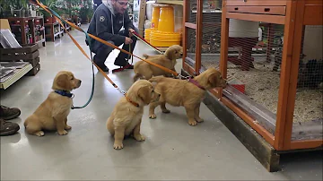 Comment nourrir un chiot Golden Retriever ?