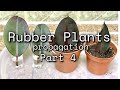 Rubber Plant or Ficus Elastica Care | Propagation | Indoor Plants