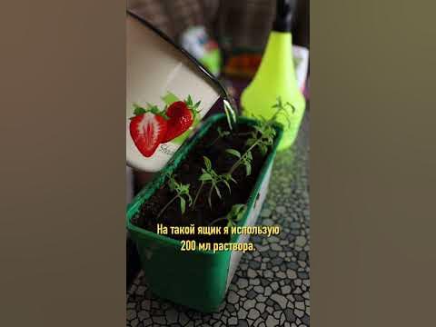 Простая подкормка для рассады! Результат уже через 2 дня - YouTube