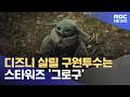 디즈니 살릴 구원투수는 스타워즈 '그로구' (2026.05.27/뉴스투데이/MBC)