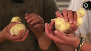 Diana teaches us how to tell the difference between male and female chicks | Masters of the Field