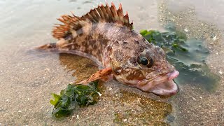 There are many bass and grouper stranded on the beach!