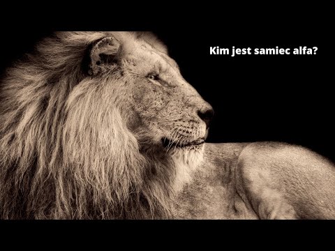 Wideo: Kim Jest Samiec Alfa?