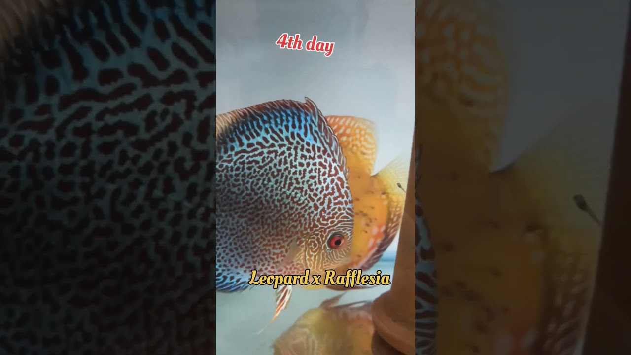 DISCUS FRY GROWTH | Discus Fish Breeding | The Royal Aqua 🧿🧿