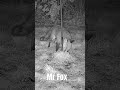 Mr Fox Scurries Through the Grass | Filmed by Debra Angel