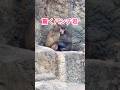 驚くパンチ君🐵市川市動植物園