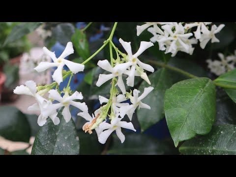 Trachelospermum jasminoides - Jazmín de leche - Jazmín Hélice - jazmín estrella