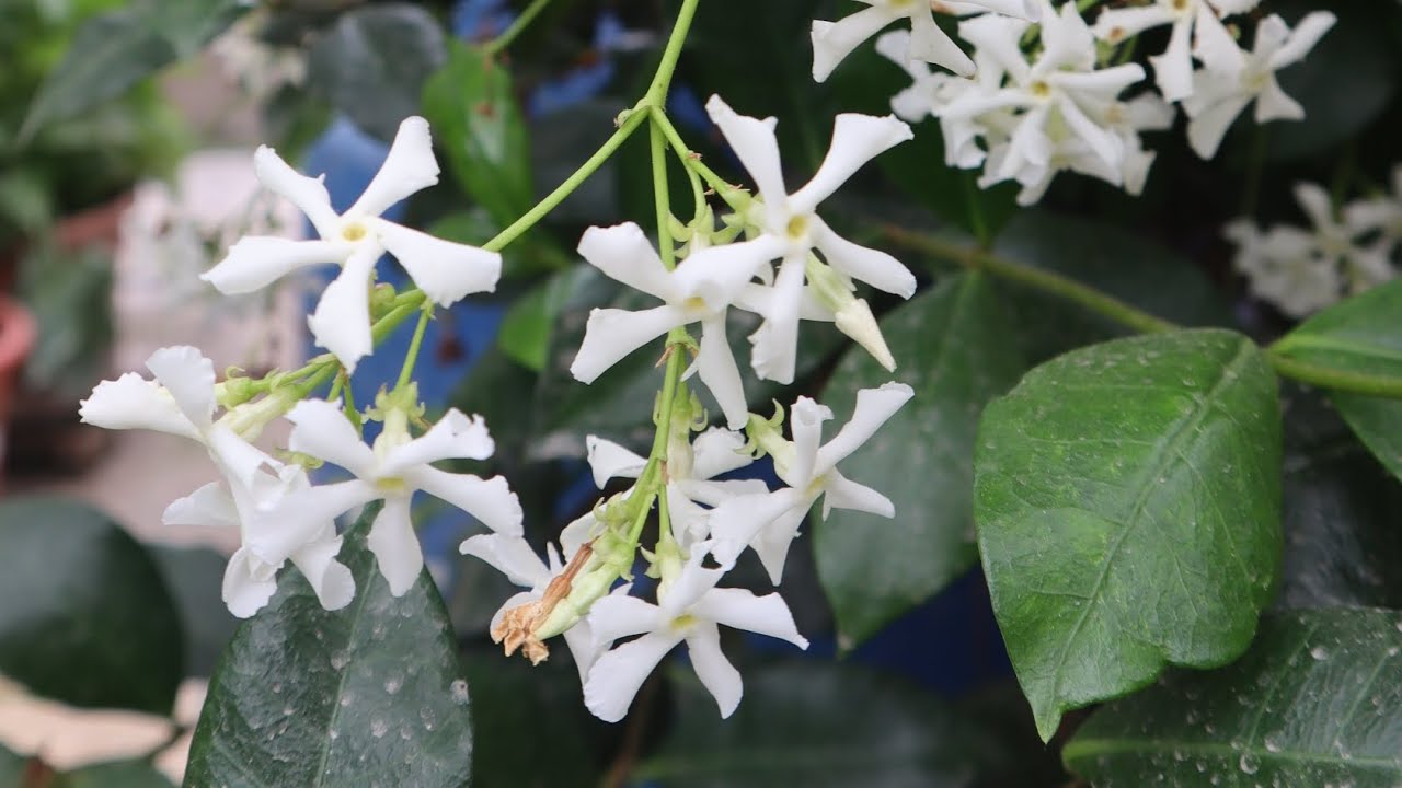 Trachelospermum jasminoides - Jazmín de leche - Jazmín Hélice - jazmín estrella