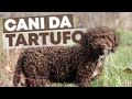 Il mio LAGOTTO ROMAGNOLO Ã¨ pronto per la CACCIA