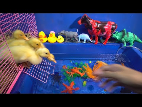 Hewan lucu bebek Cicak Cicak, Ikan, guk guk guk, Gajah, Sapi, Ayam, Kuda, Bebek, Anjing, Kucing