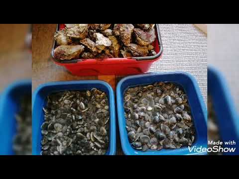 Kokkels plukken | Tholen |Nederland | MamaNoraInBrussel