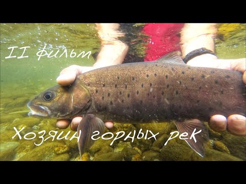 Video: Uskuch fish: photo, description, habitat