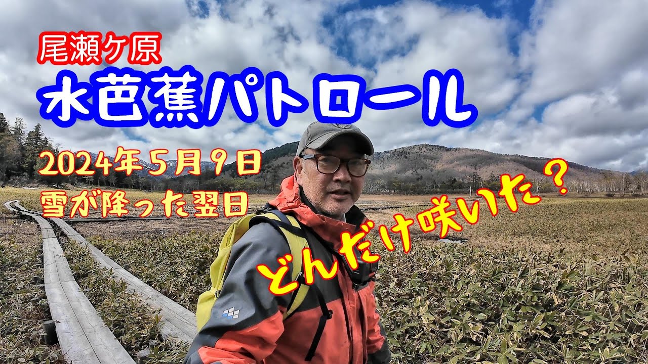 水芭蕉が咲き始めた！！【尾瀬国立公園】尾瀬ヶ原縦断ミズバショウ