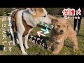 一年半振りです！色々あったけど二匹は元気です