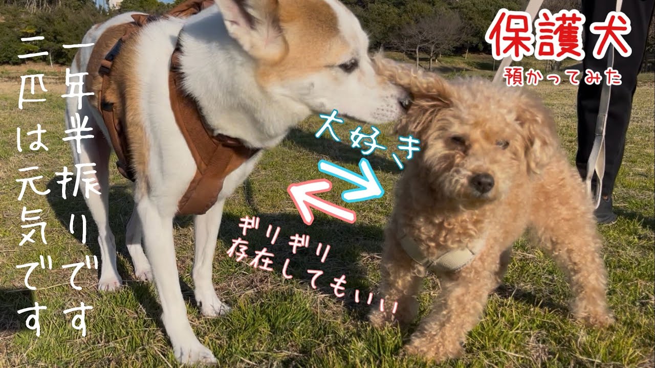 一年半振りです！色々あったけど二匹は元気です