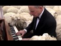Concert for the sheep