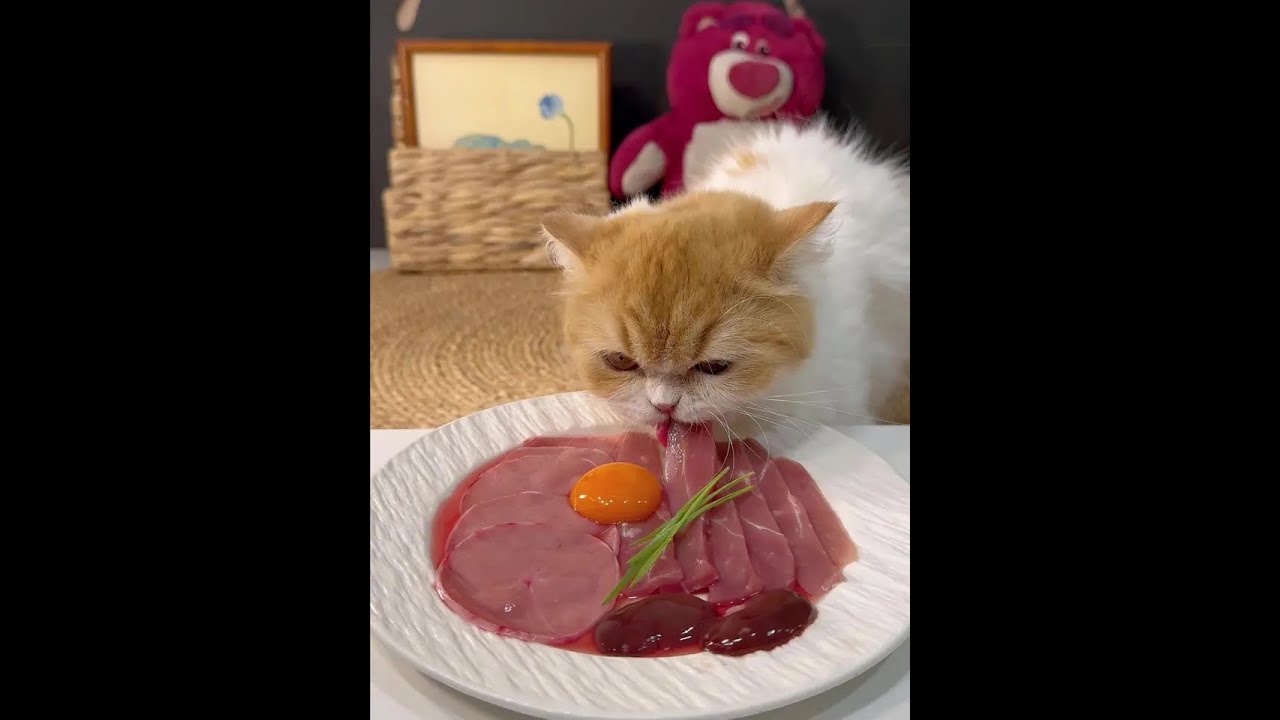 Cute cats with bad ideas and charming views