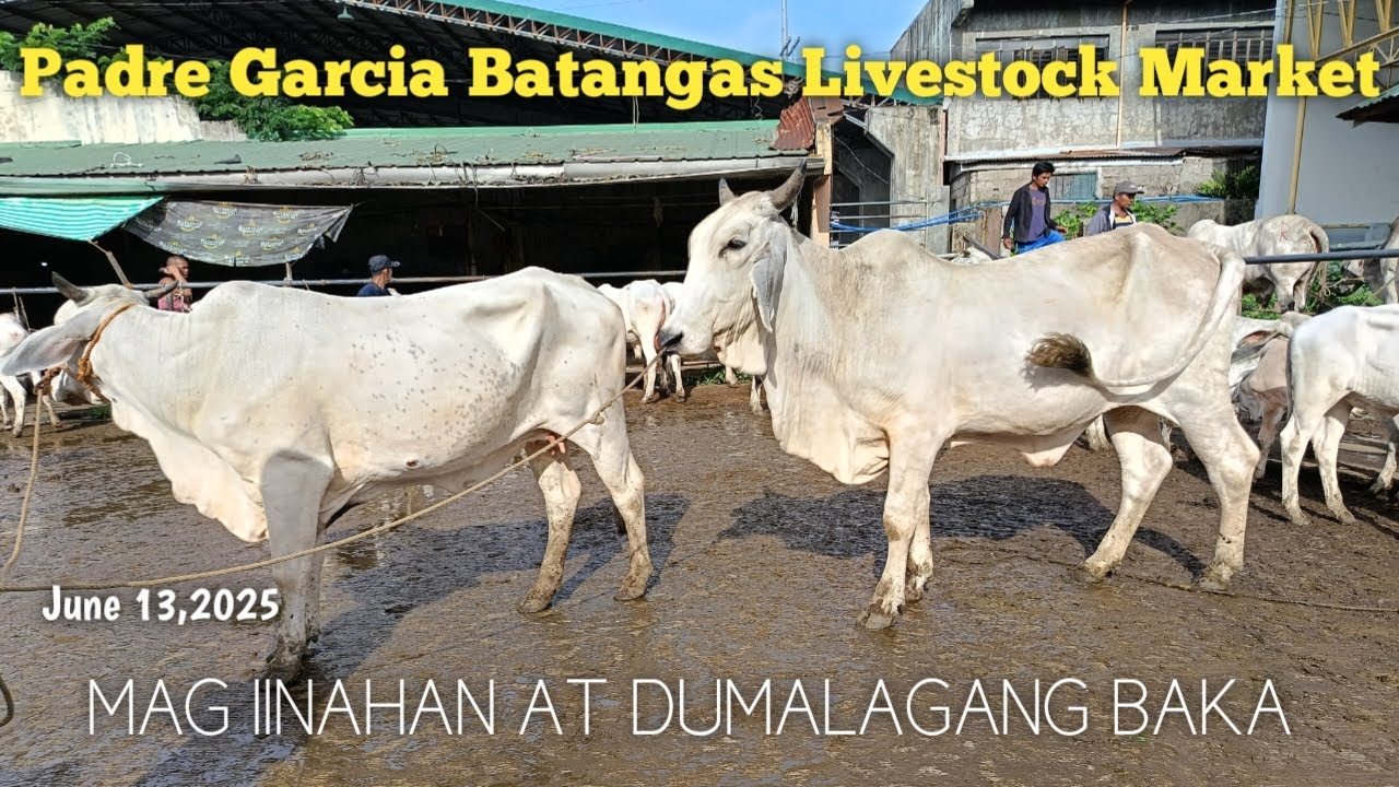 Mga Dumalagang Baka at Inahin..Padre Garcia Batangas.. - YouTube