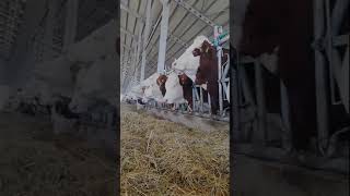 Bovinos  Simmental 2023 shorts