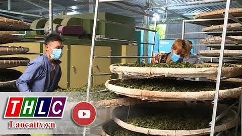 Cao Sơn khởi sắc từ cây chè Kim Tuyên| THLC