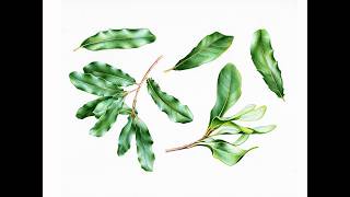 Macadamia Leaves Illustration In Watercolour - Time Lapse