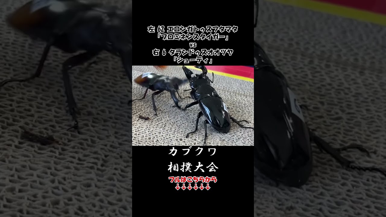 おまとめ用】 マンディブラリスフタマタクワガタ タランドゥス