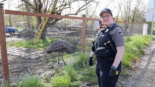 RIDE ALONG with Animal Control Officer LeahMarie Whitman