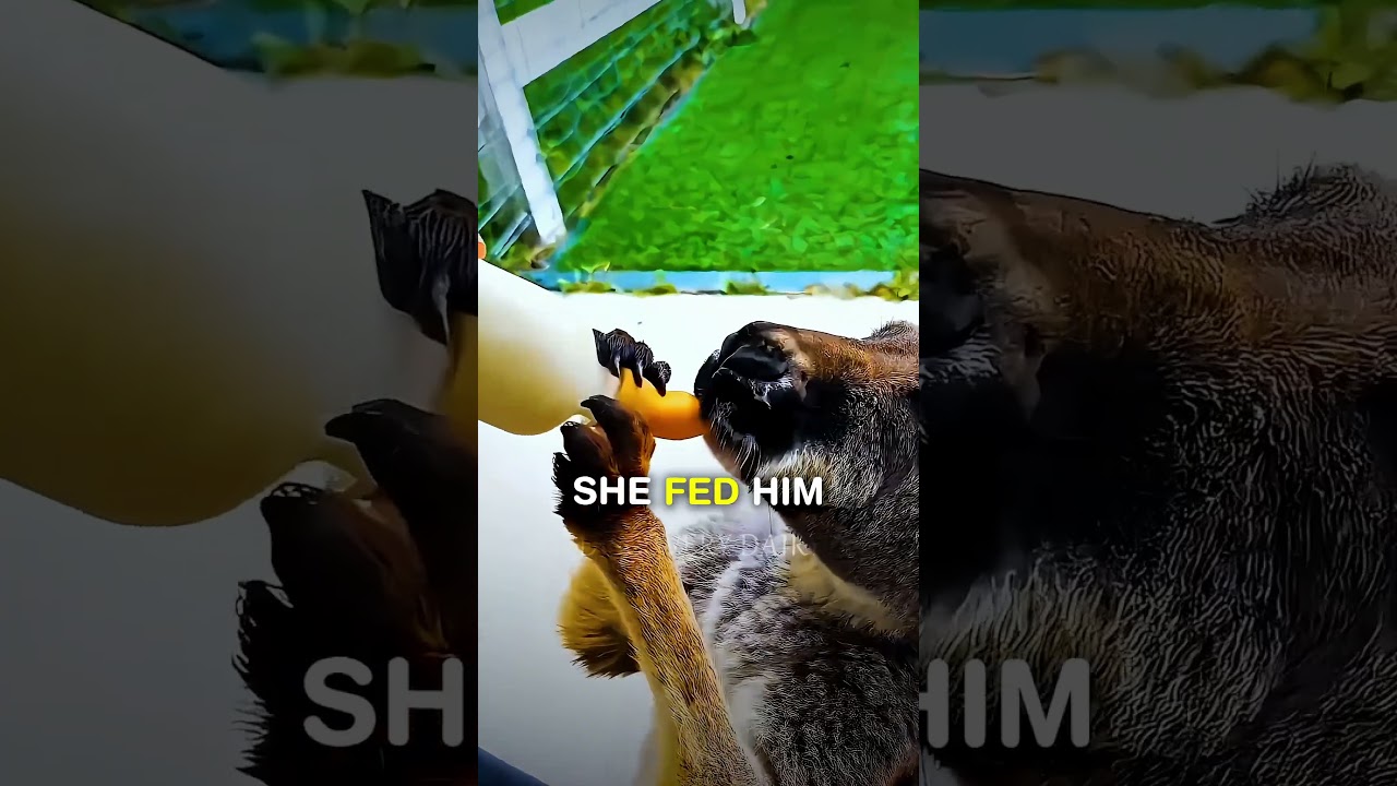 This girl help a Kangaroo baby 🍼