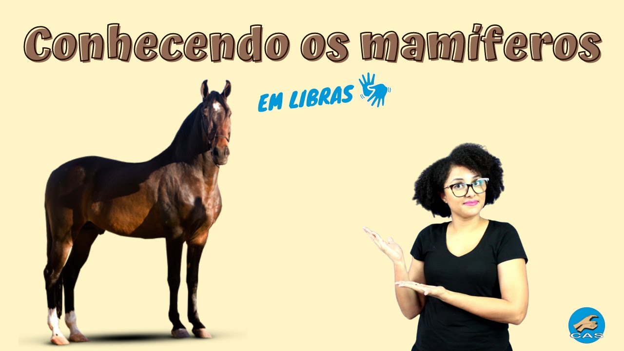CAVALO Conhecendo os mamíferos (em Libras) YouTube