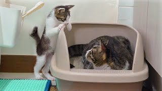 The Rescued Kitten Wants To Observe the Big Cat │ Episode.199