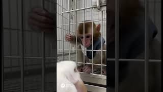 Bunnies helping monkeys #bunny #mycuterabbit #pet #rabbit #pets #cute