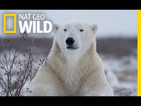 wild-polar-bear---predator-of-arctic-ocean-|-ice-bears-(2018-documentary)