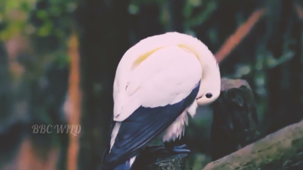 Tropical Forest Birds | Life Of Birds In Rainforest | BBC WILD With Birds @bbcearth