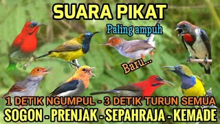 Suara Pikat Sogon, Kemade, Sepahraja, Prenjak starter   klik DIJAMIN AMPUH 