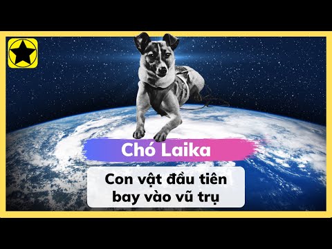 Video: Mới tự làm sạch trong nhà bô cho con chuột là rực rỡ!