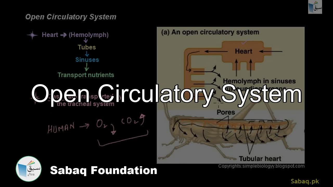 Open Circular System Open Circulatory System, Biology Lecture | Sabaq.pk - YouTube