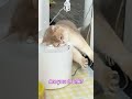 Are you drunk?#catmoments #cat #catlife #catshorts #cute #funnycat #kitten #lovelycat #cutecat