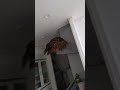【フクロウ】夕方はレンジフードの上で過ごします