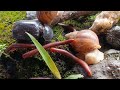 The Future of Coexistence: Breeding Rare Millipedes, Snails, Rhino Beetles #RareSpecies