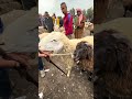 #سوق #trending #animals #horseart #automobile #horse #shortvideo #اكسبلور #cars #carshorts